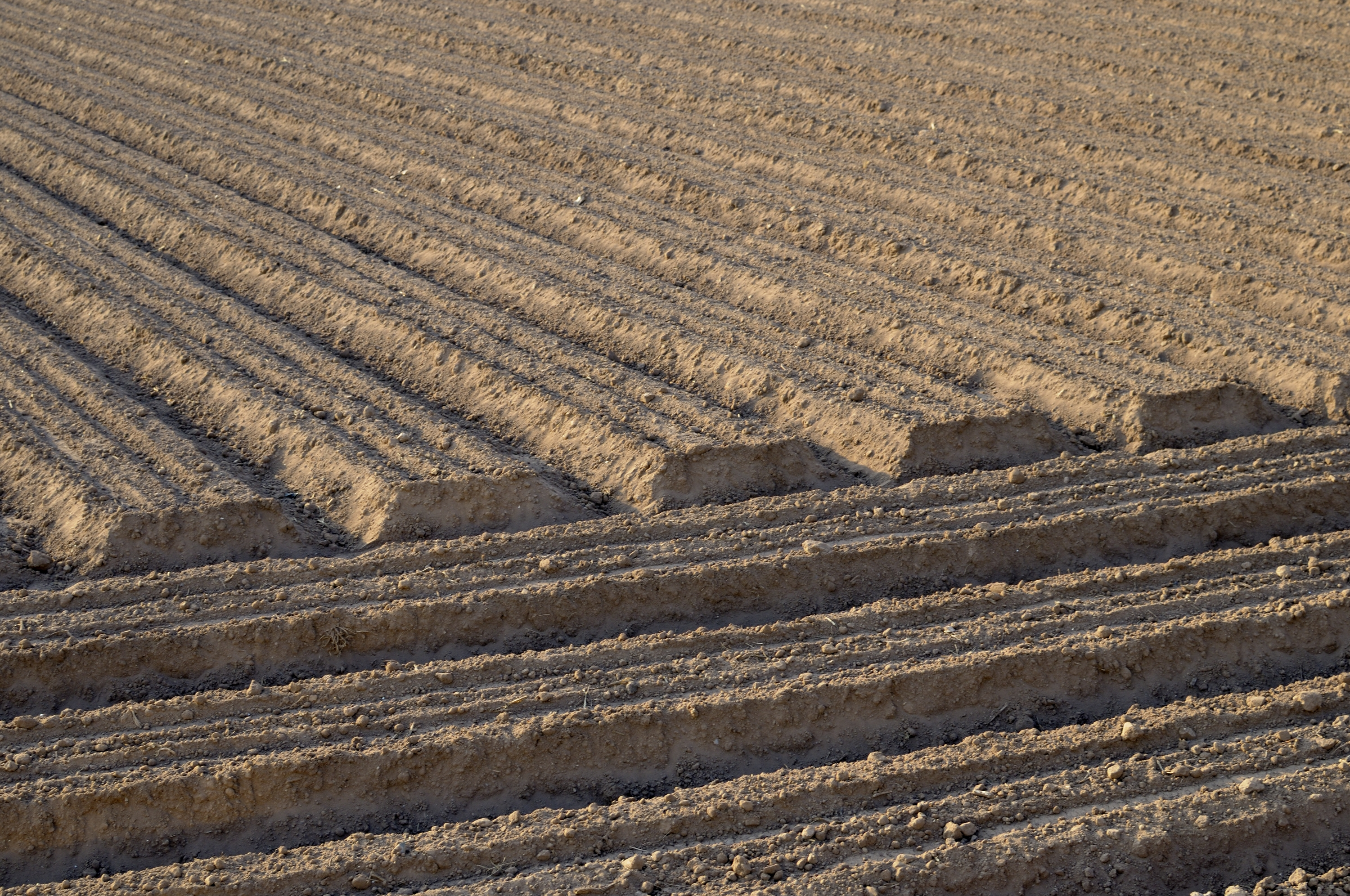 verdinas con almejas