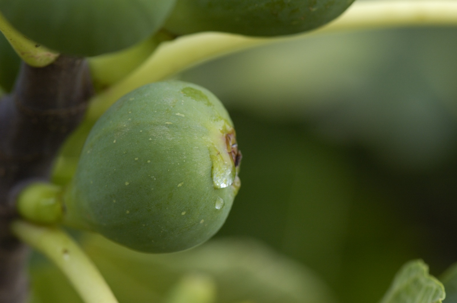 tarta enrejada de higos