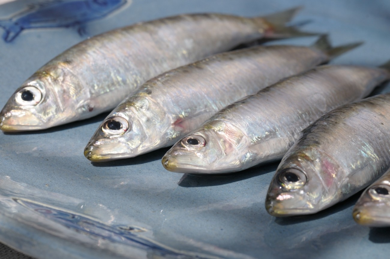 tosta de sardinas marinadas