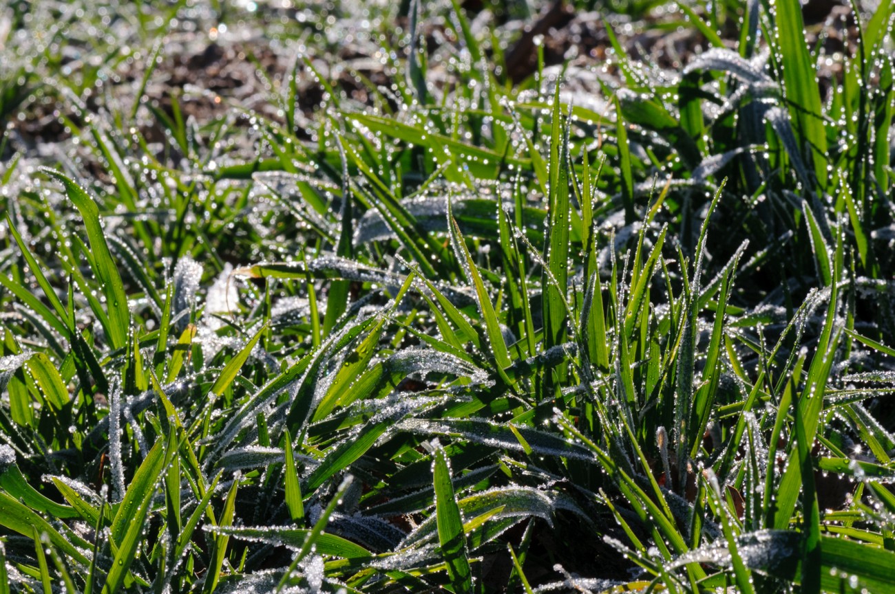 la primera mañana del año pan y rosas
