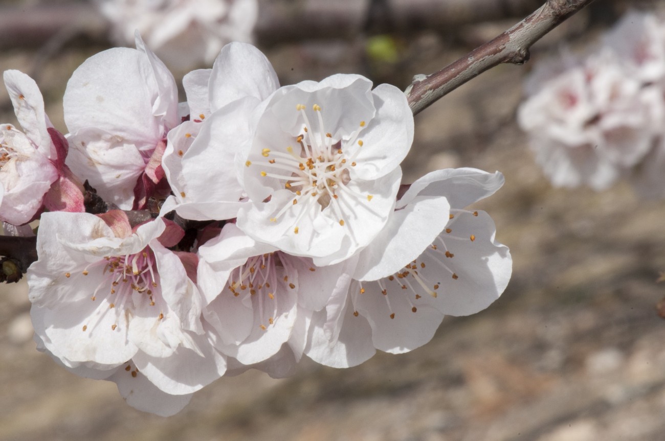 frutales en flor